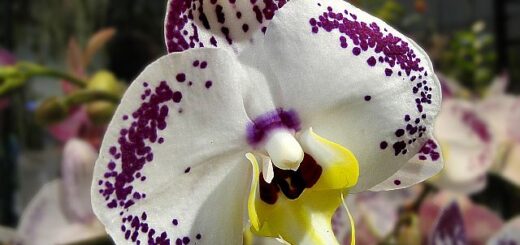 orchidea választás
