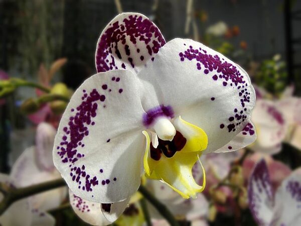 orchidea választás
