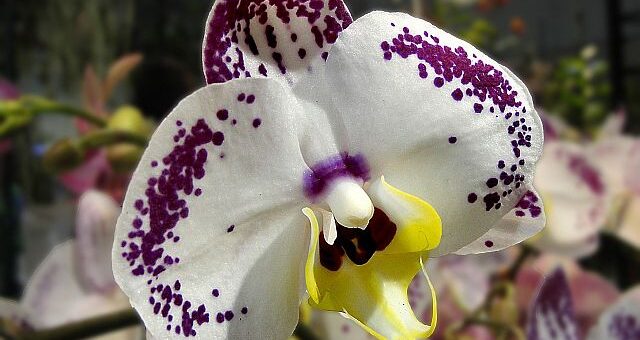 orchidea választás