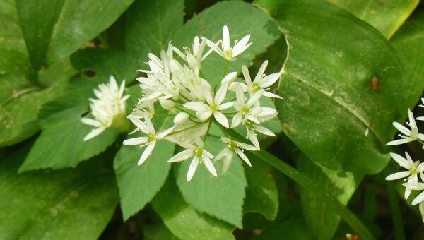 medvehagyma gyűjtése