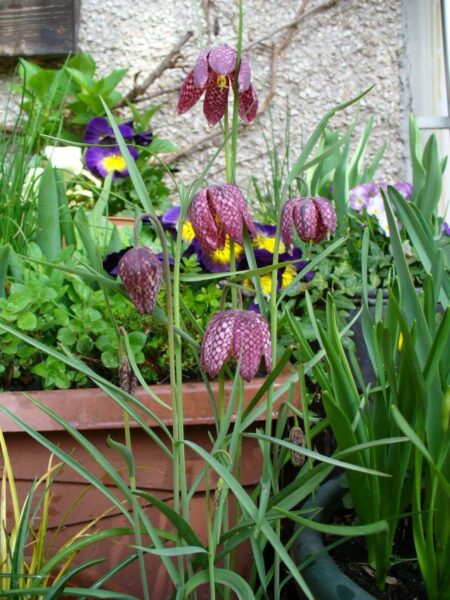 Tavaszi hagymás virágok az erkélyen » Balkonada növénygondozás