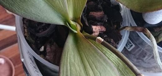 túllocsolt orchidea
