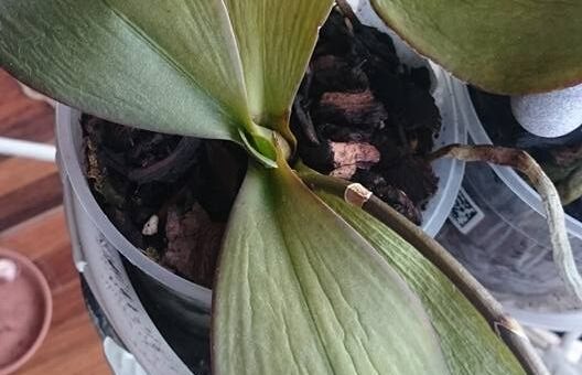túllocsolt orchidea