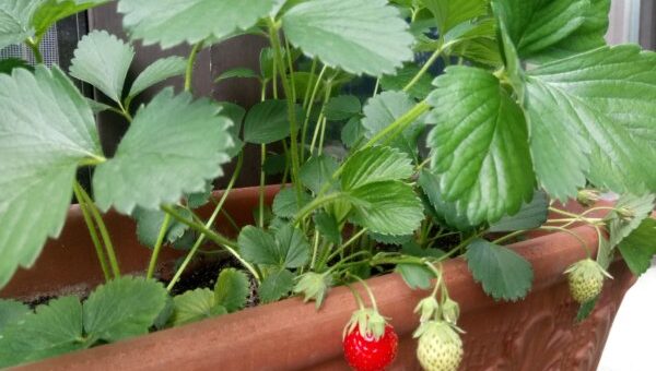 dézsában is nevelhető növények - eper