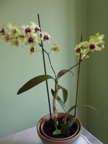 Dendrobium Phalaenopsis gondozása
