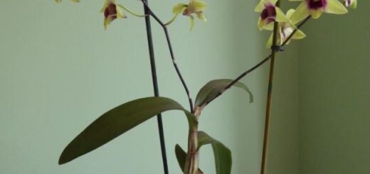 Dendrobium Phalaenopsis gondozása
