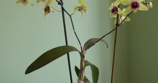 Dendrobium Phalaenopsis gondozása