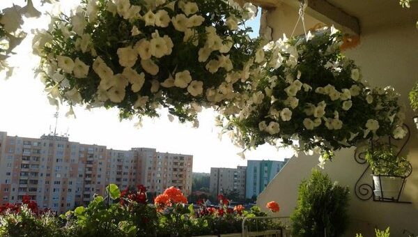 így lesz szép a petúnia