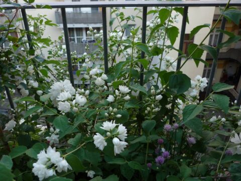 illatos balkonnövények - jázmin