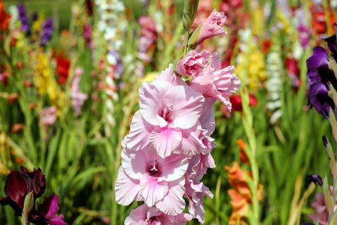 rózsaszín Kardvirág (Gladiolus)