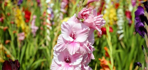 rózsaszín Kardvirág (Gladiolus)
