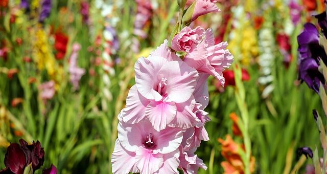 rózsaszín Kardvirág (Gladiolus)