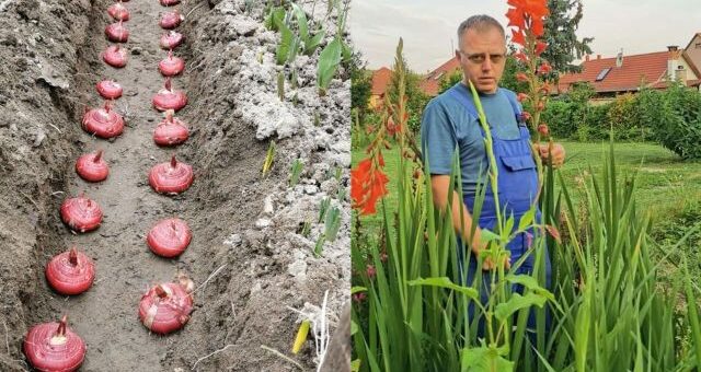 kardvirág hagymák ültetése