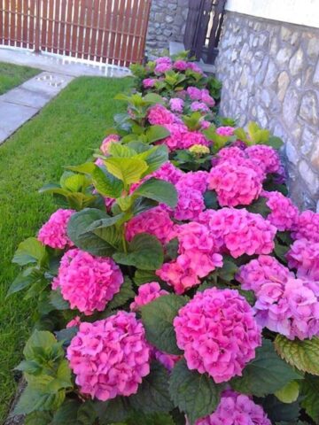 rózsaszín kerti hortenzia