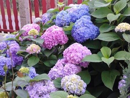 Kerti hortenzia gondozása