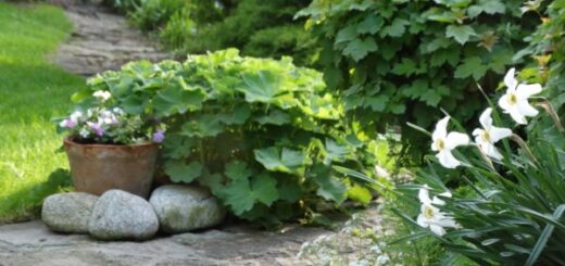 természtes kerti szegély ötletek