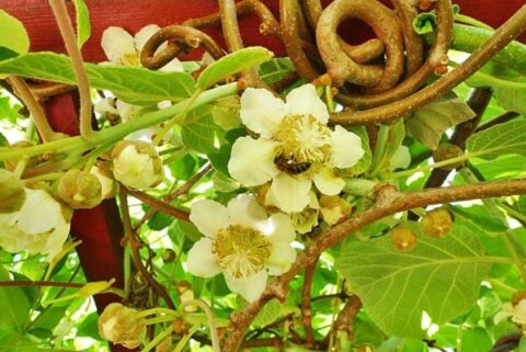 kivi gondozása, kivi virágok