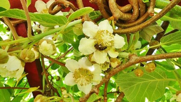 kivi gondozása, kivi virágok