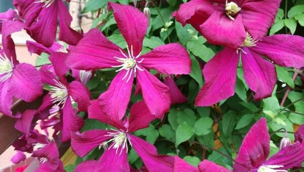 klametisz metszés ideje