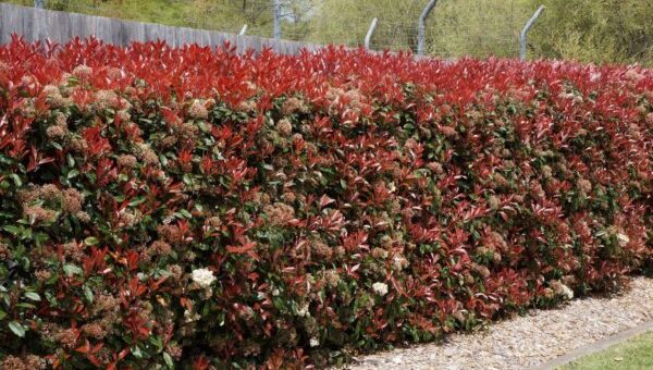 színes korallberkenye sövényként