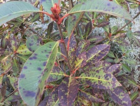 Korallberkenye levélfoltosodása