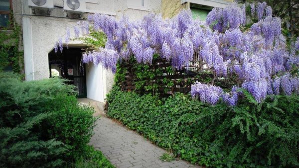 lilaakác gondozása