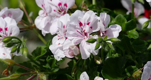 msukátli sárgulás