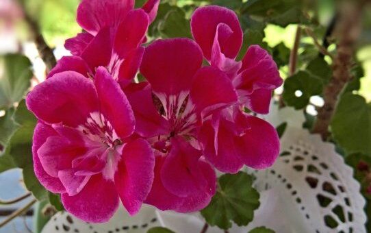 muskátli gondozási hibák