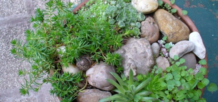 pozsgás növények gondozása