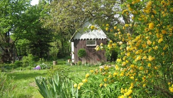 talajtakaró növények