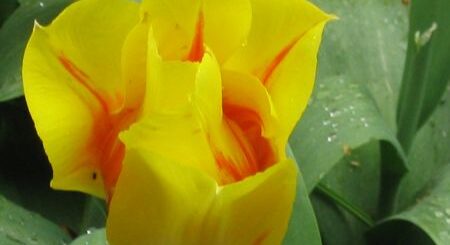 tulipán újravirágoztatása