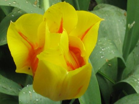 tulipán újravirágoztatása