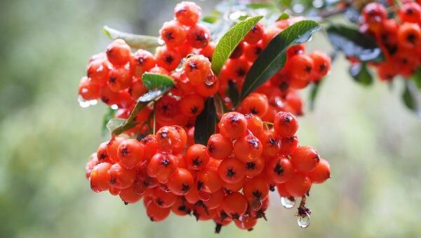 Sövénykerítés növényei