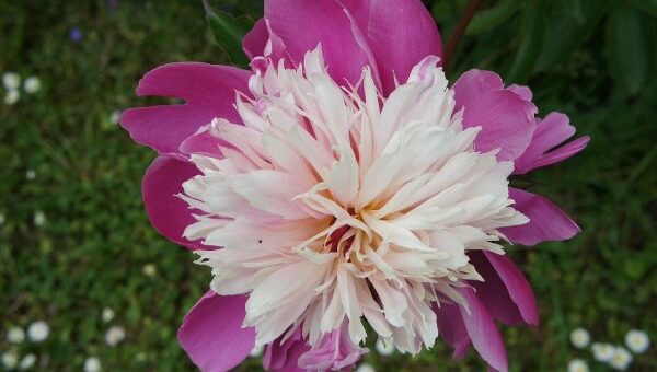 bazsarózsa ültetése