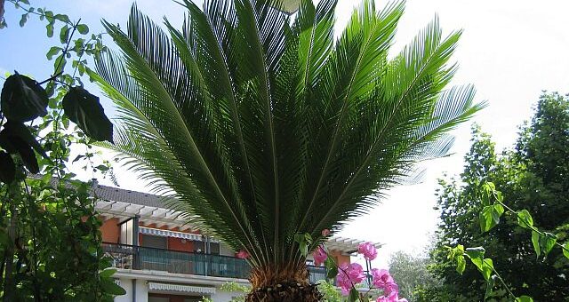 egészséges cikász