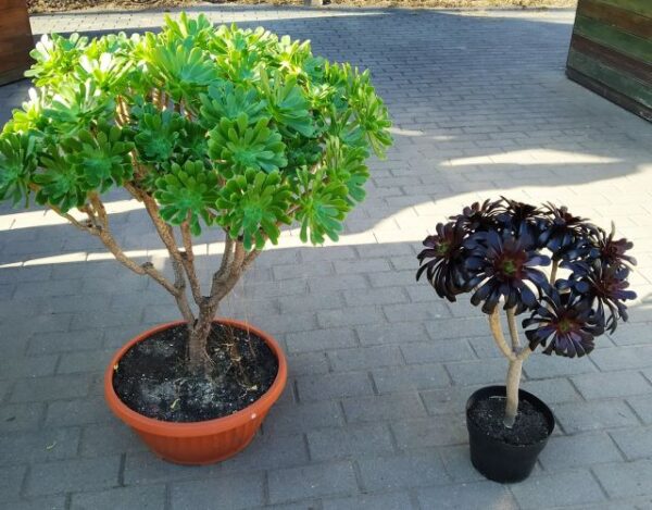 Fás kövirózsacserje (Aeonium arboreum)