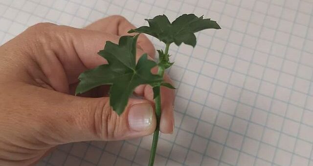 Futómuskátli dugványozása