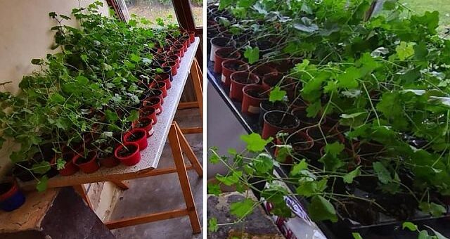 Futómuskátli dugványozása