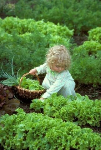 kertészkedés gyerekekkel