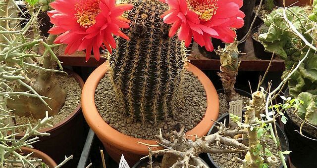 kaktusz kiállítás 2021 belépőjegyeinek nyertesei