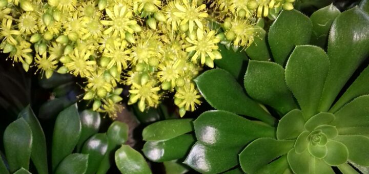 fás kövirózsacserje