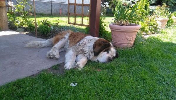 Kutya és növények