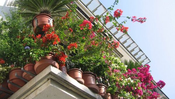 mediterrán növények