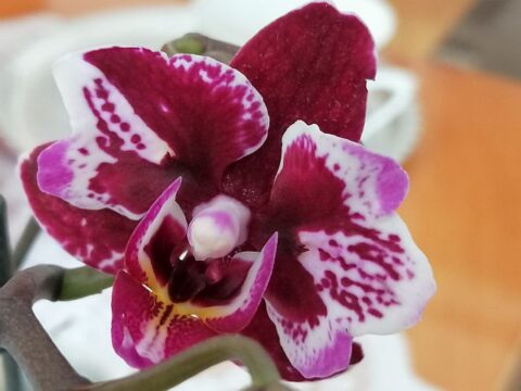 Mini orchidea gondozása