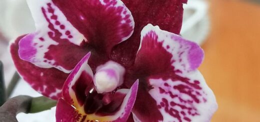 Mini orchidea gondozása