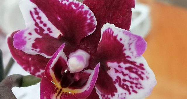 Mini orchidea gondozása