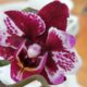 Mini orchidea gondozása