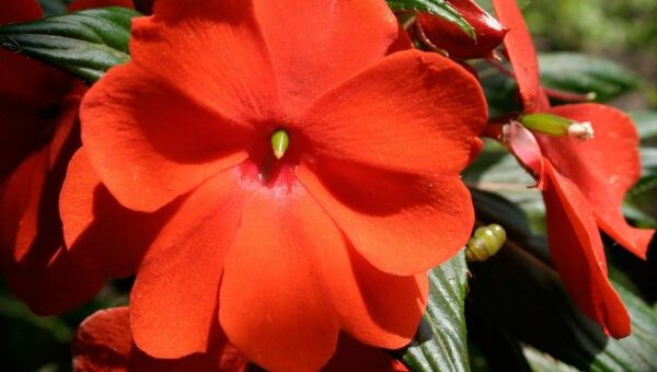 nebáncsvirág, pistike