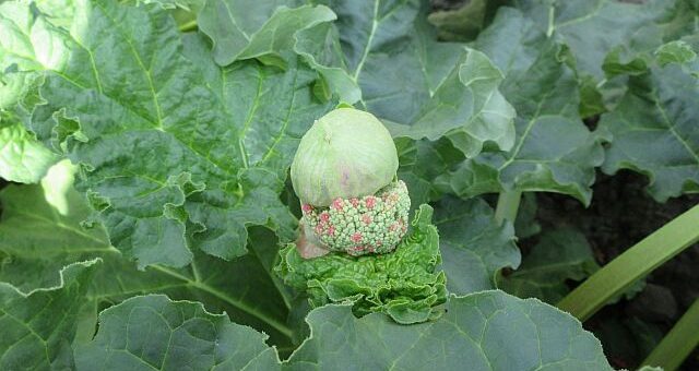 Rebarbara ültetése