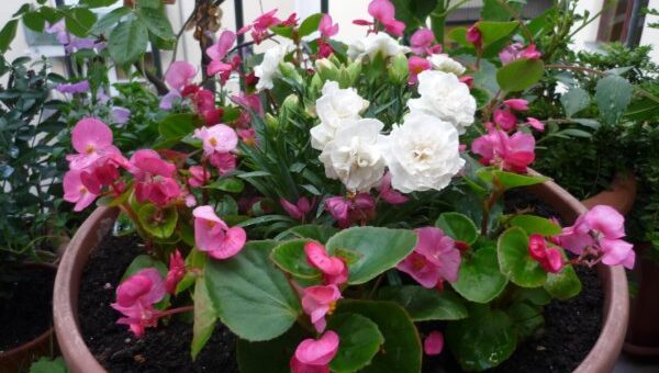 egynyáriak az árvácskák helyére: begónia szegfűvel